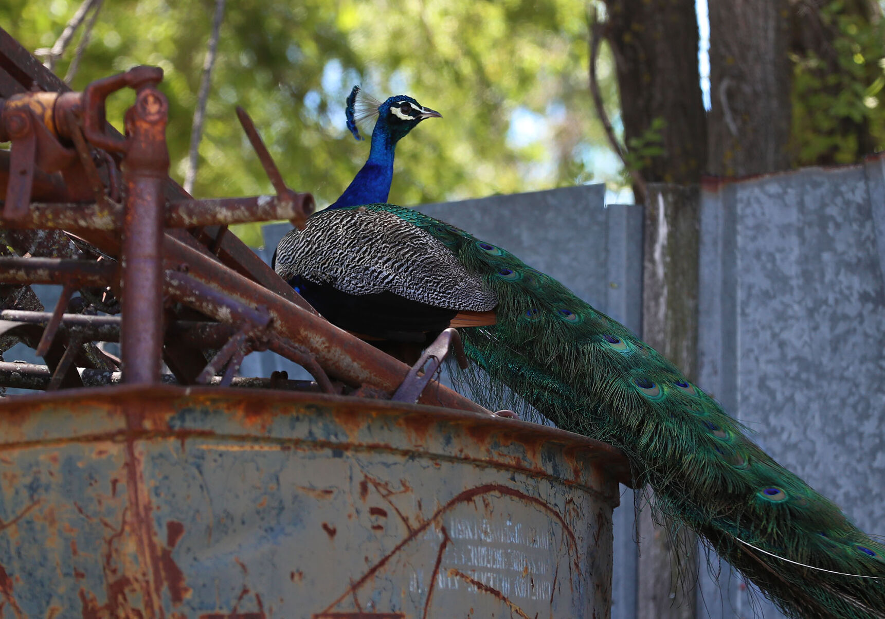062322 Peacocks JRS 3.JPG
